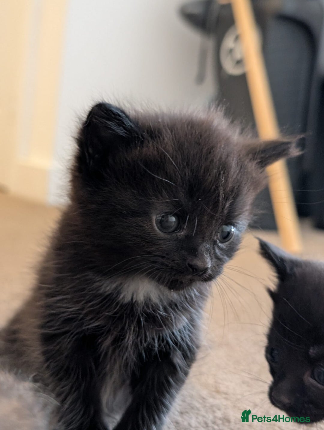 British Shorthair cats for sale: 4 baby kittens and 1 mother  - Image 5