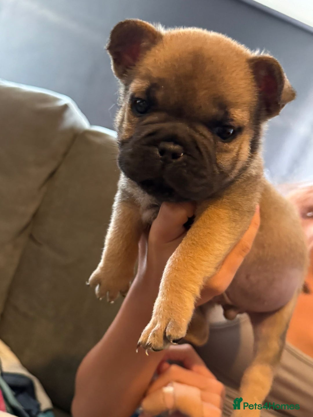 Mixed Breed dogs for sale: REDUCED!!! REDUCED!!! Chow chow boys - Image 1