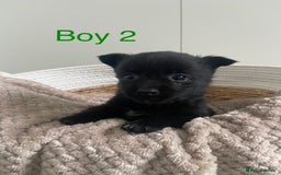 Mixed Breed dogs for sale: Jack-A-terrain puppies - Image 6