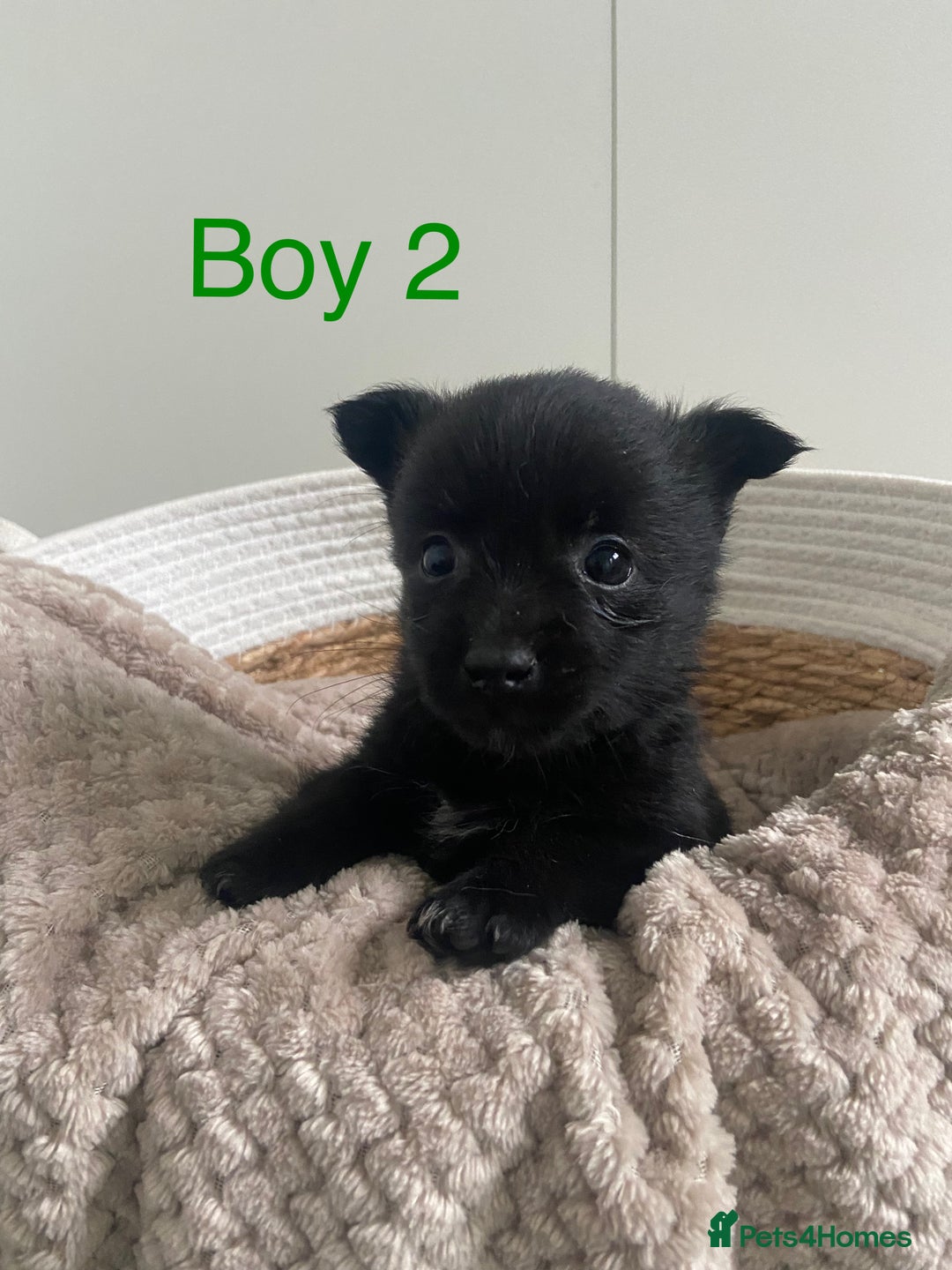 Mixed Breed dogs for sale: Jack-A-terrain puppies - Image 6