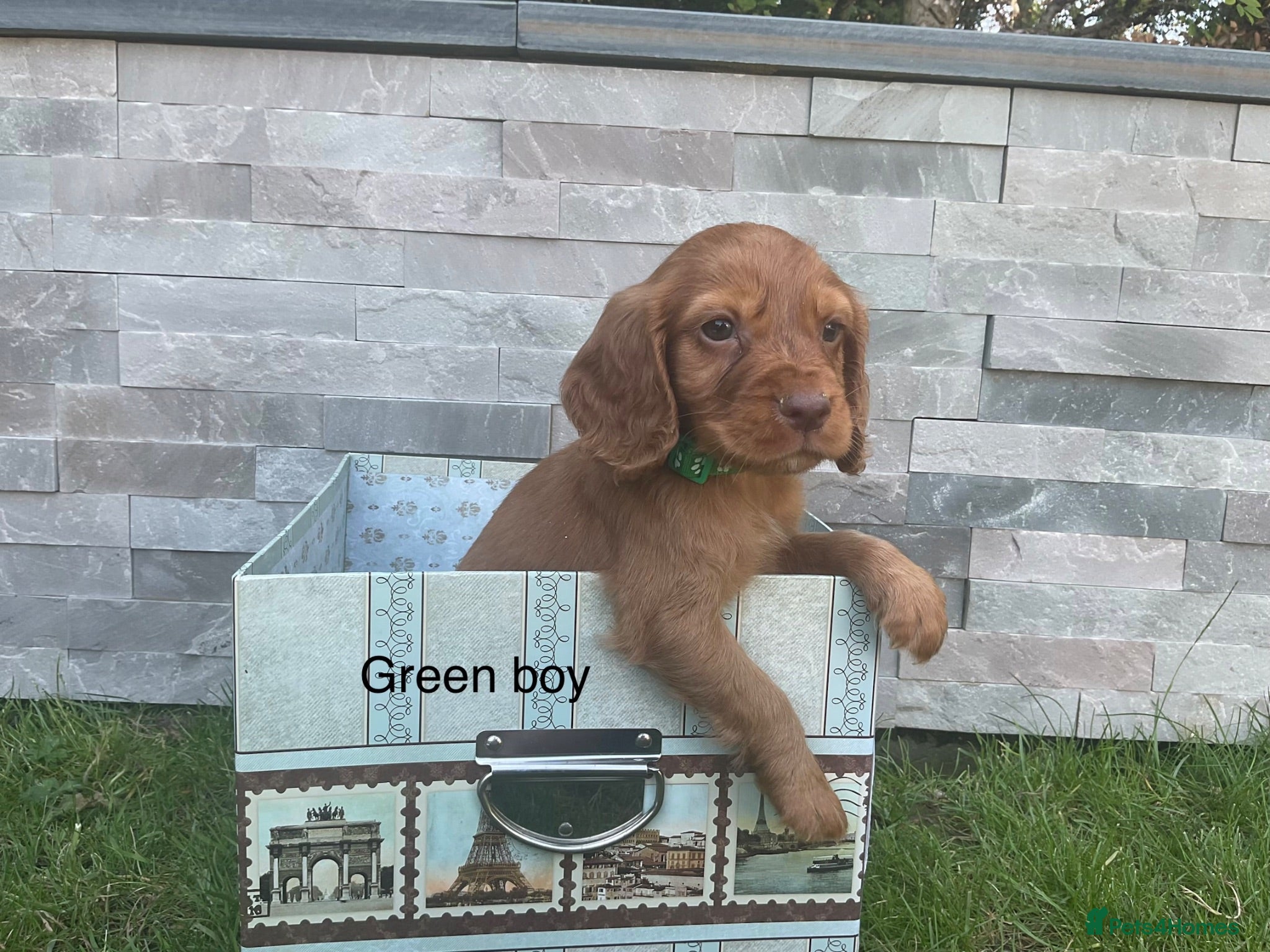Cocker Spaniel dogs Fox red working cocker spaniels - Advert 2