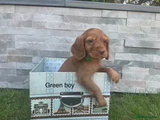 Cocker Spaniel dogs Fox red working cocker spaniels - Advert 2