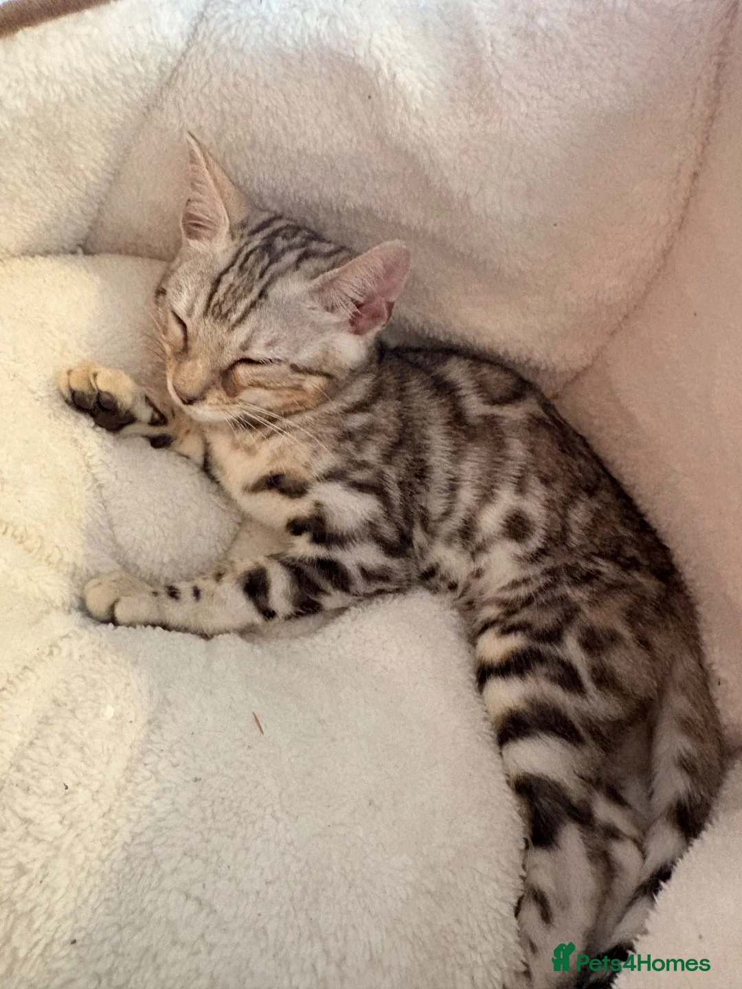 Bengal cats for sale: Bengal kitten-5 months to be rehomed.  - Advert 5