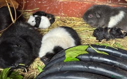 Guinea Pig rodents for sale: Guinea pigs  - Image 23