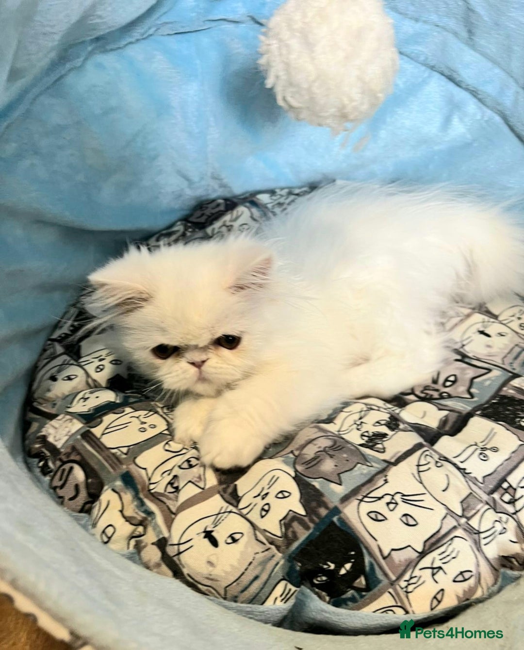 Persian cats for sale: Snow persian kitten  boy - Image 19