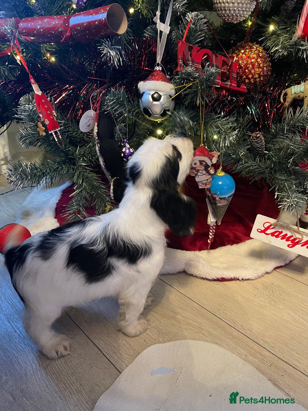 Cocker Spaniel dogs for sale: KC registered, health tested, Show cocker spaniels - Advert 18