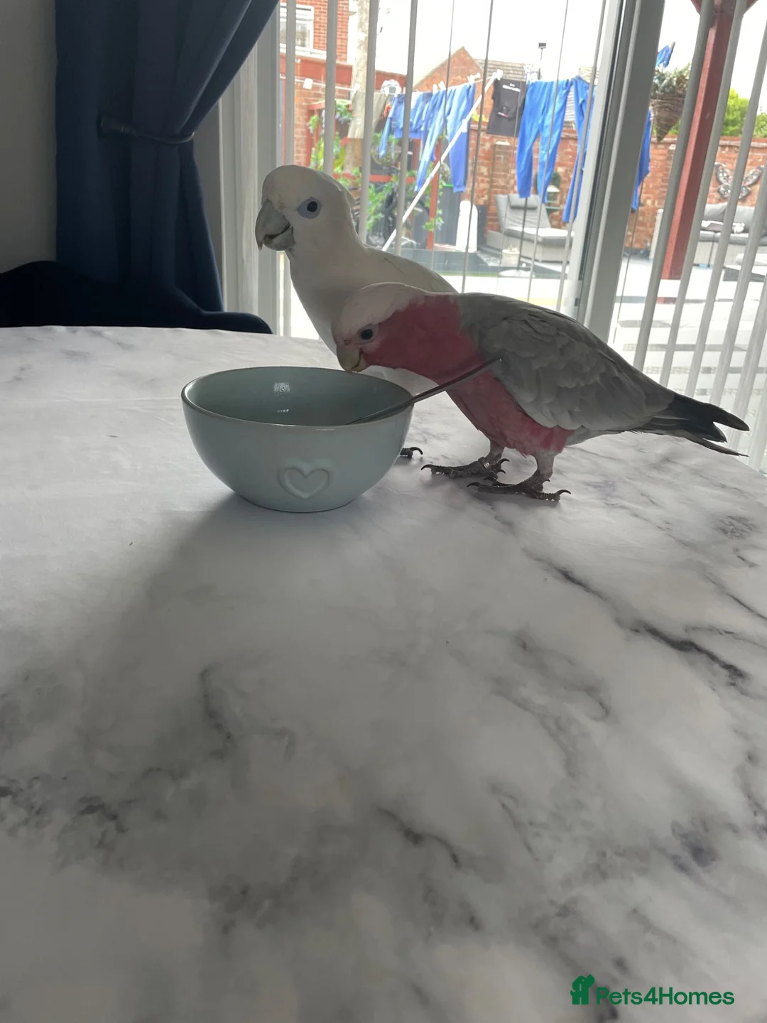 Cockatoo birds for sale: Cockatoo galah - Advert 6