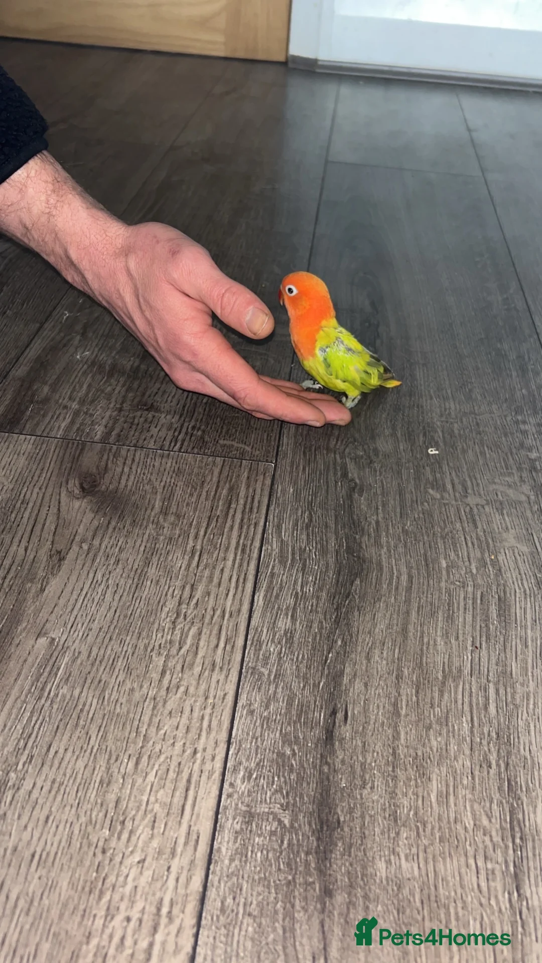 Lovebirds birds for sale: Love birds 7 weeks old  - Advert 9