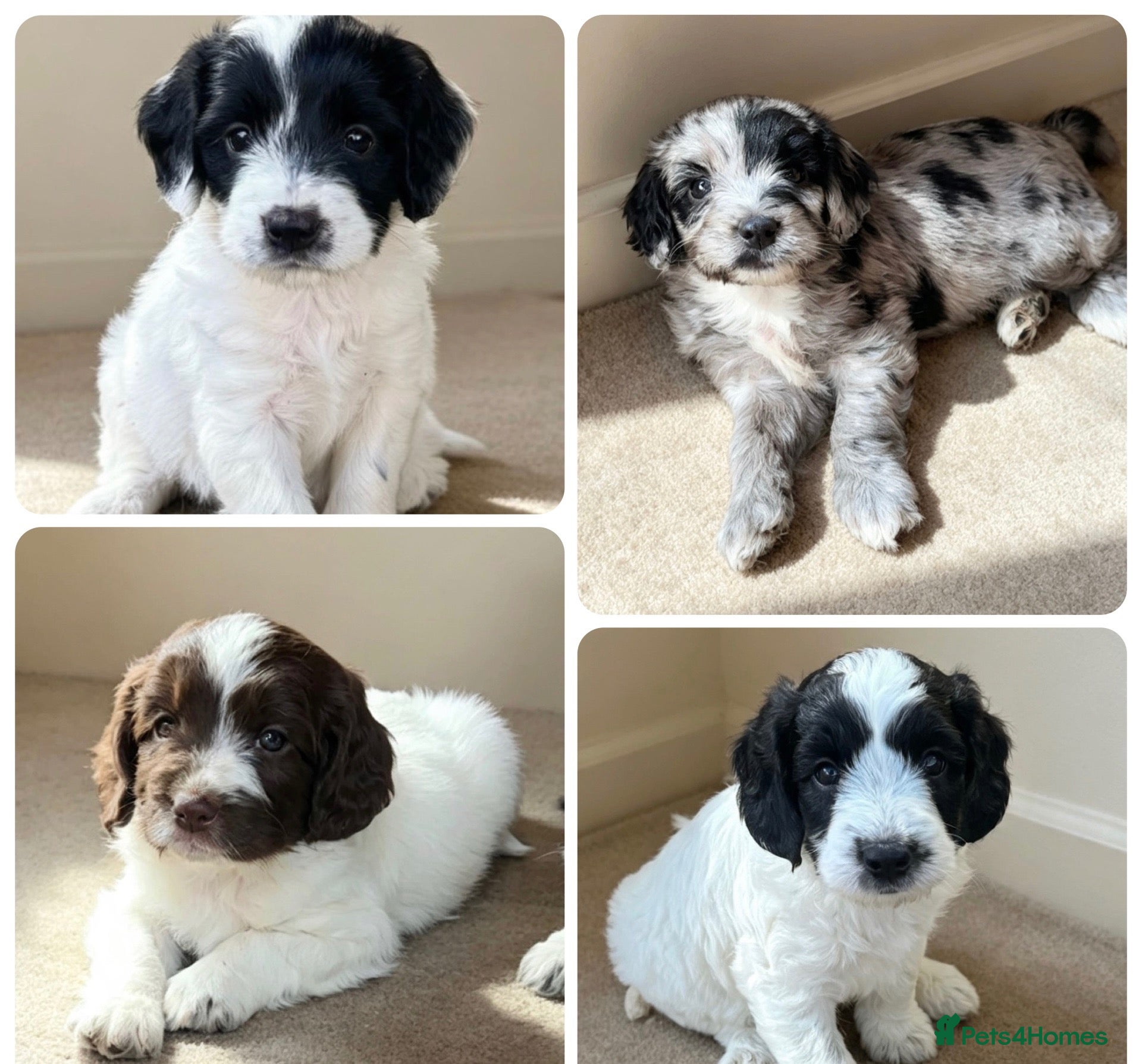 Sproodle dogs Rare Merle Sroodles  - Advert 15