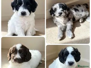 Sproodle dogs Rare Merle Sroodles - Advert 15
