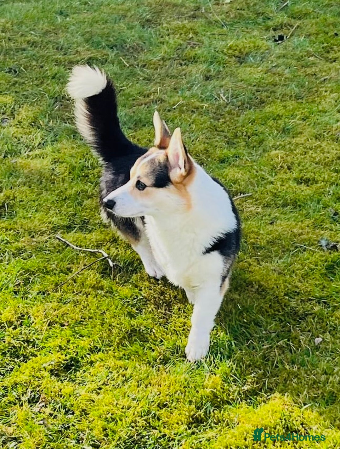 Welsh Corgi Pembroke dogs for sale: Pedigree, health tested parents, licensed breeder - Image 26