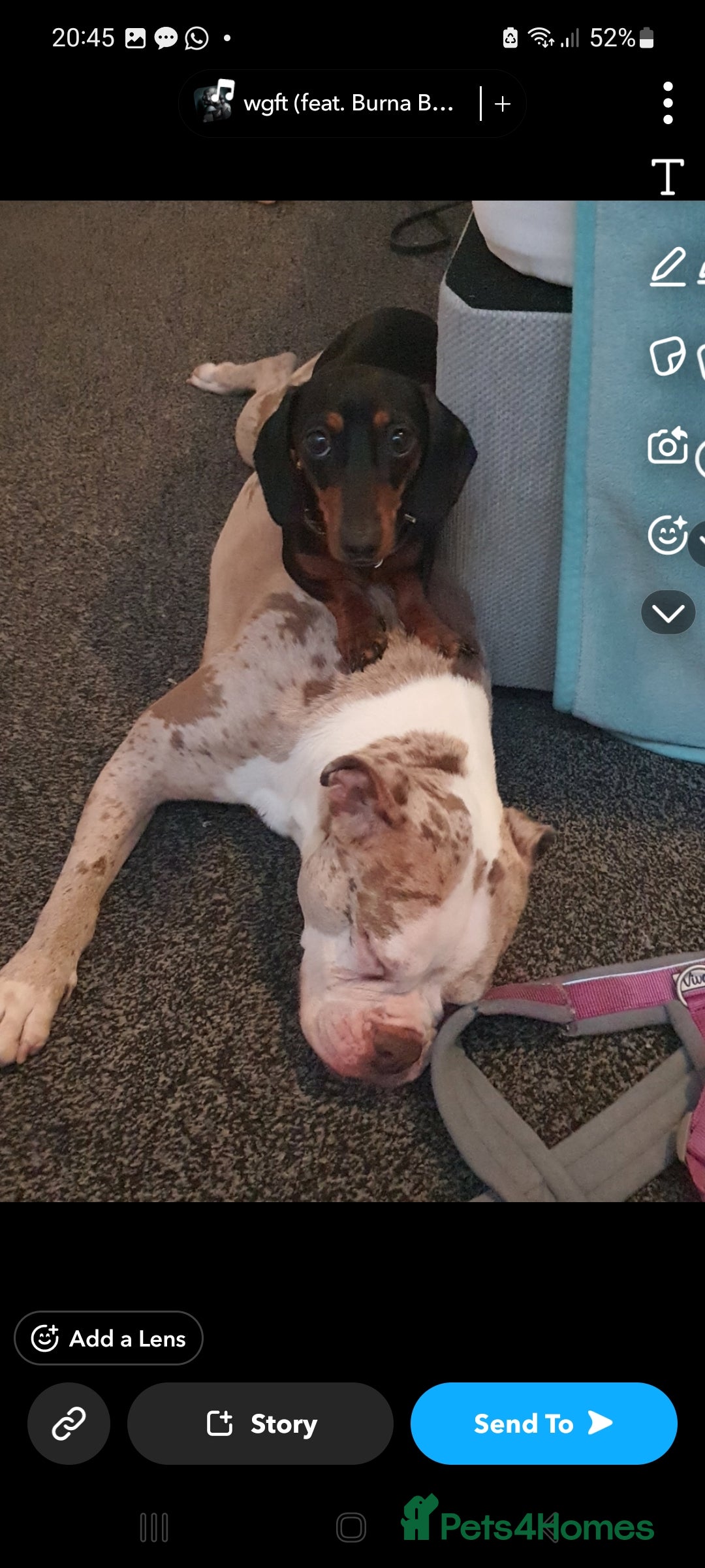 Mixed Breed dogs for sale: Bulldog  - Advert 5