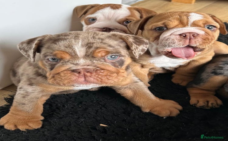 English Bulldog dogs - Advert 16