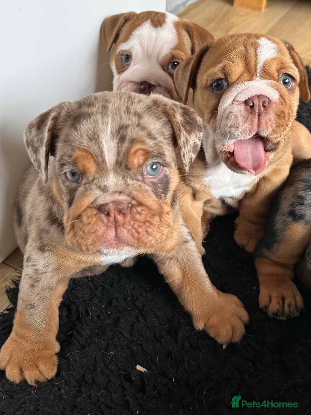 English Bulldog dogs for sale: Amazing litter of English bulldogs - Image 1