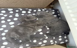 British Shorthair cats for sale: British shorthair kittens “Ready now” - Image 6