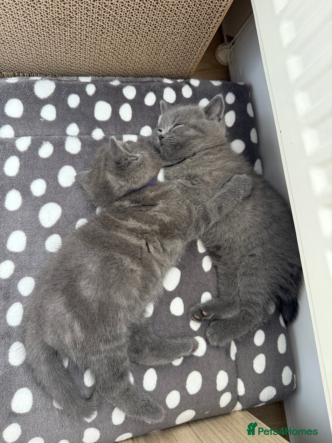 British Shorthair cats for sale: British shorthair kittens “Ready now” - Image 6