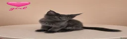 Maine Coon cats for sale: ❤️ Little Gentle Giants 🐾 - Advert 4