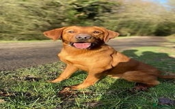 Labrador Retriever dogs for sale: Beautiful Labrador Retriever puppies - Image 16