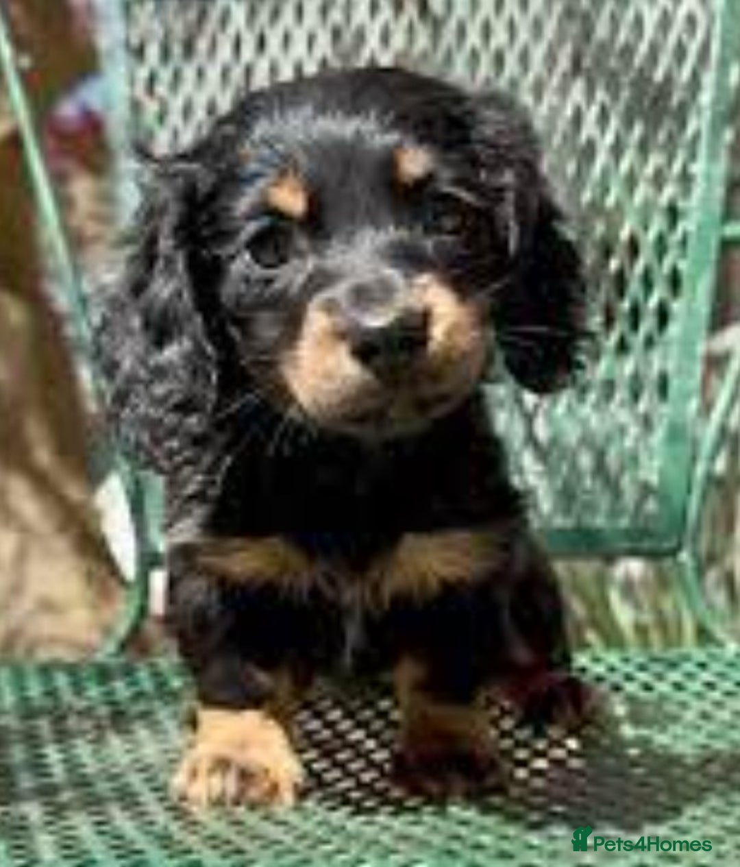 Miniature Dachshund dogs for sale: KC Long Hair 'Mini-Mini' Dachshund Puppies - Advert 1
