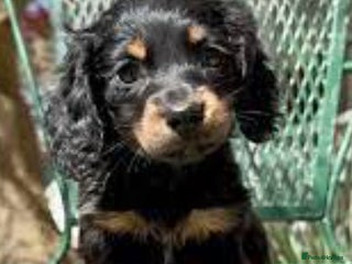 Miniature Dachshund dogs KC Reg Long Hair Mini 'Rabbit' Dachshund Puppies - Advert 7