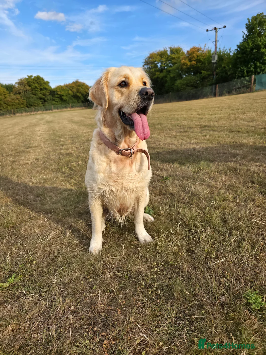 Golden Retriever dogs for sale: Golden Retriever Puppies For Sale - Advert 1