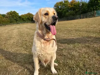 Golden Retriever dogs Golden Retriever Puppies For Sale - Advert 6