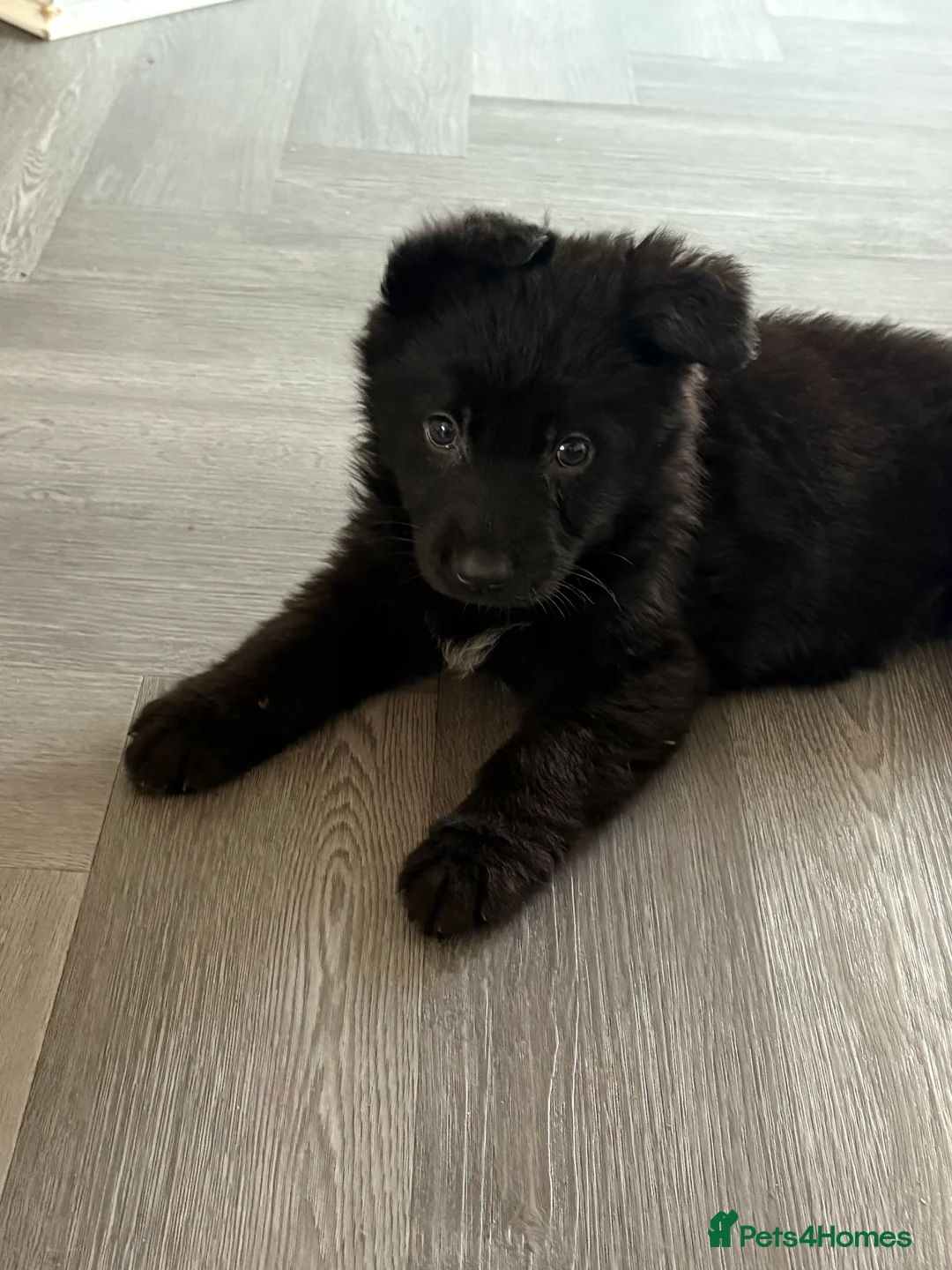 German Shepherd dogs for sale: Beautiful German shepherd Puppies - Advert 11