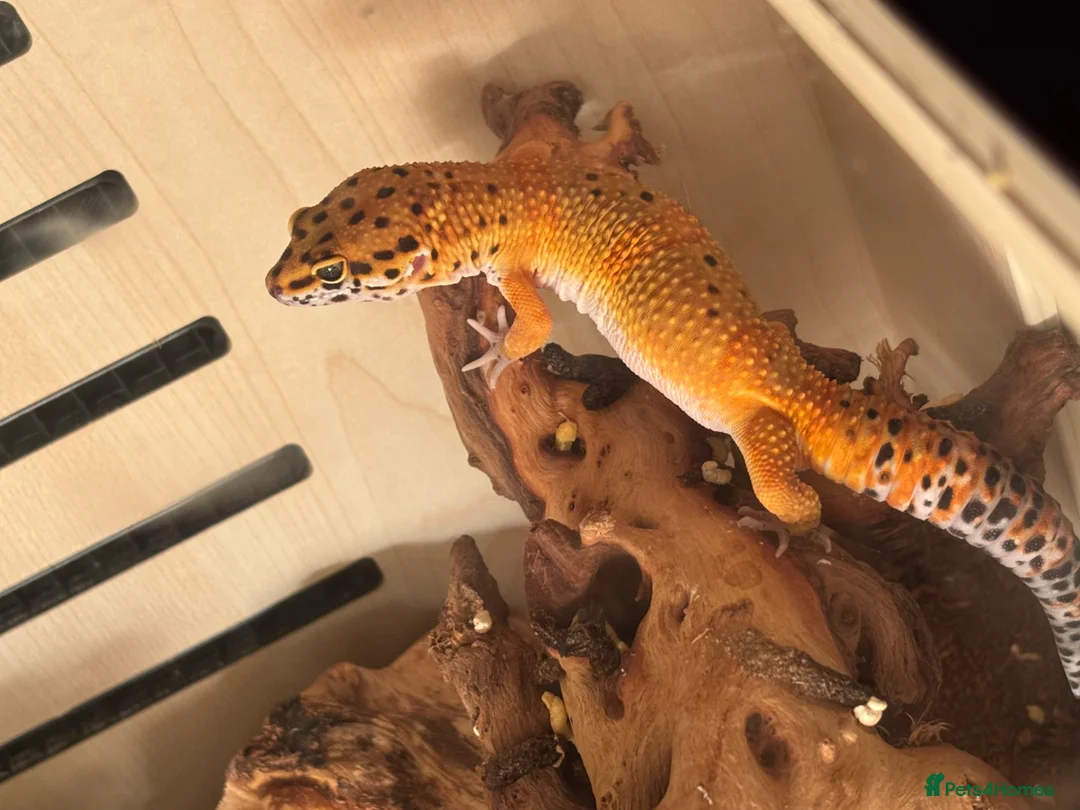Leopard Gecko reptiles for sale: Male leopard gecko in Lincoln - Advert 1