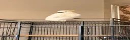 Cockatoo birds for sale: Cockatoo Sulphur-Crested **SILLY TAME** in Bradford - Advert 5