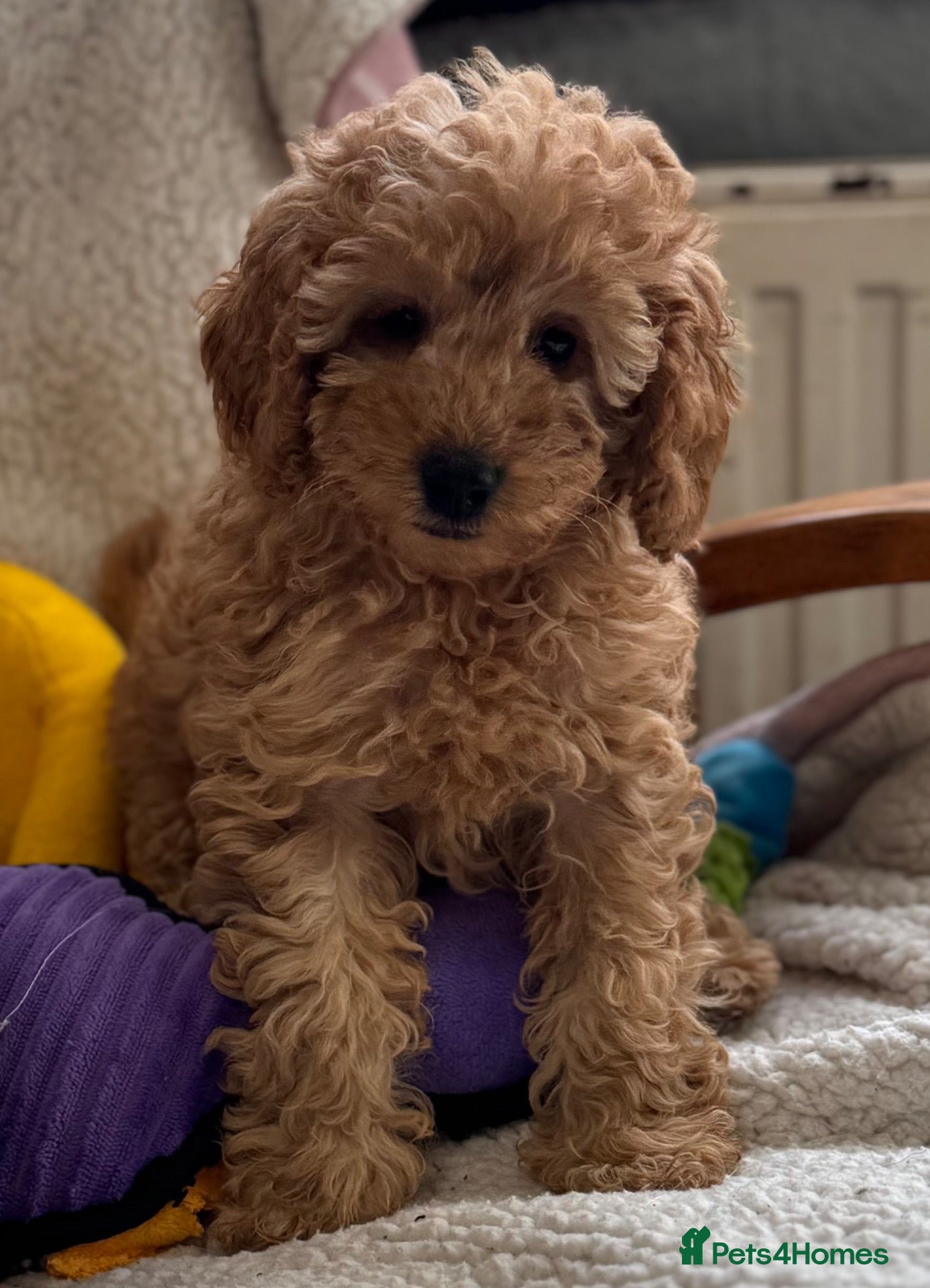 Miniature Poodle dogs for sale: Stunning pure miniature poodles  - Advert 1