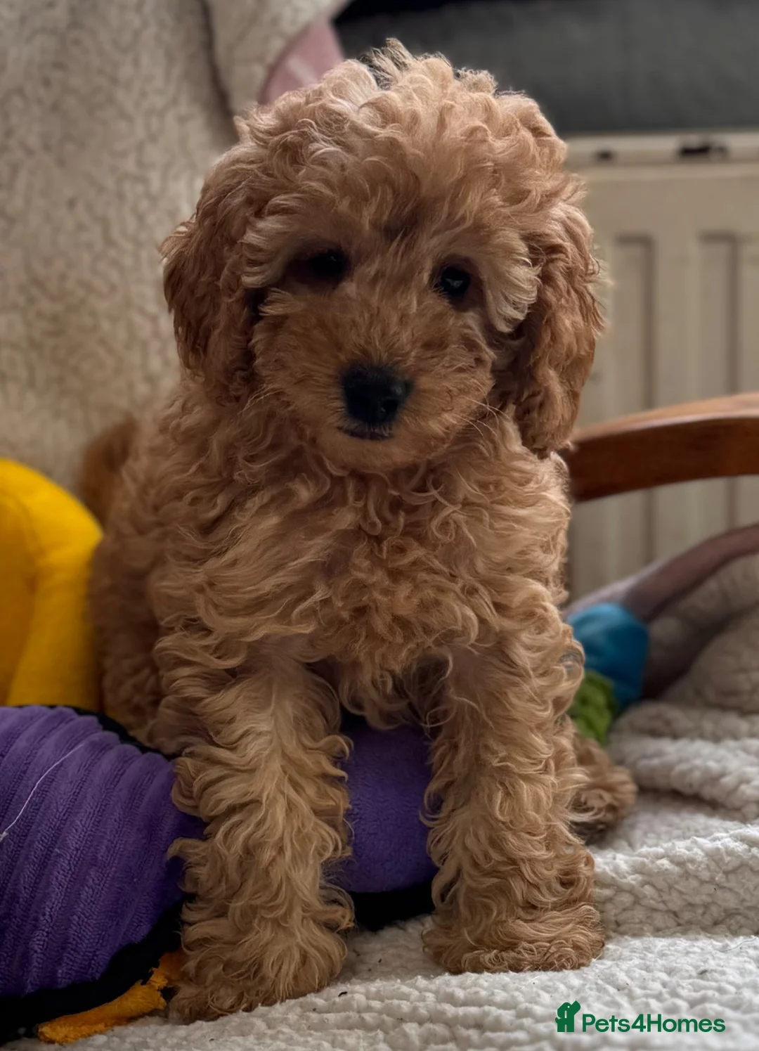 Miniature Poodle dogs for sale: Stunning pure miniature poodles  - Advert 1