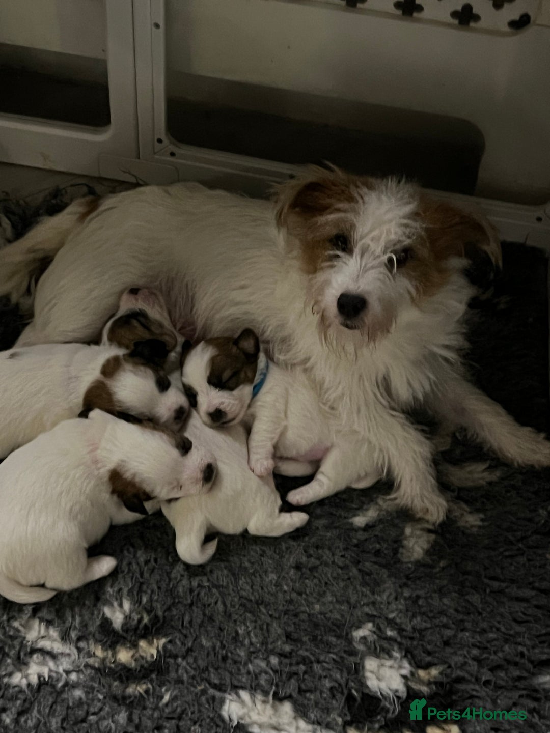 Jack Russell dogs for sale: KC registered  rough coated Jack Russell pups - Advert 4