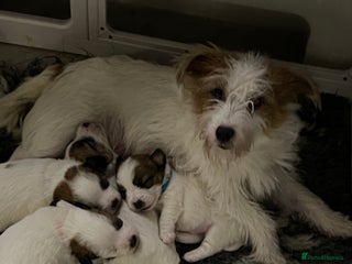 Jack Russell dogs KC registered rough coated Jack Russell pups - Advert 3