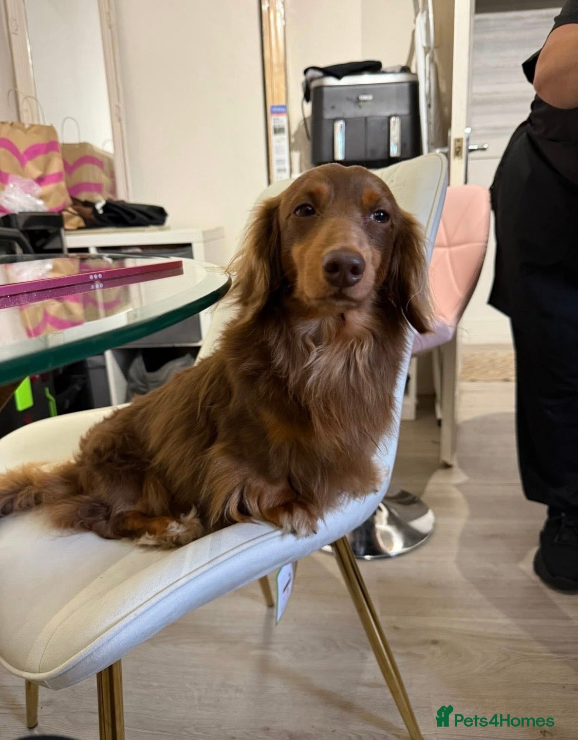 Miniature Dachshund dogs SLINKY (stud) please read below - Advert 16