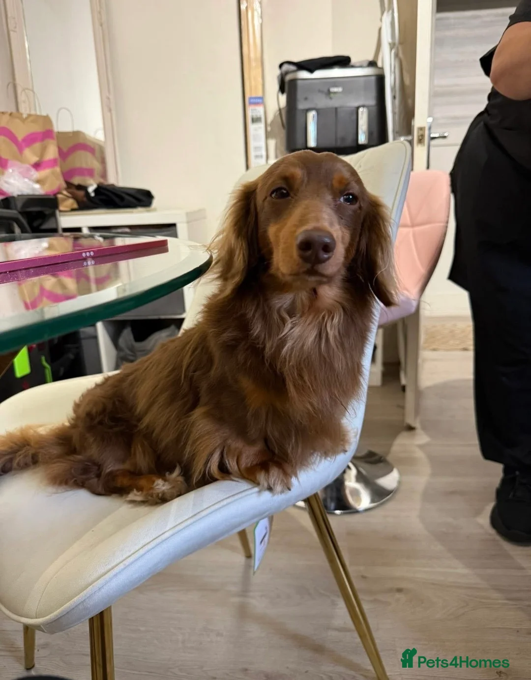 Miniature Dachshund dogs for stud: SLINKY (stud) please read below - Advert 10