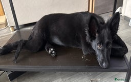 German Shepherd dogs for sale: All black female German Shepard  - Image 5