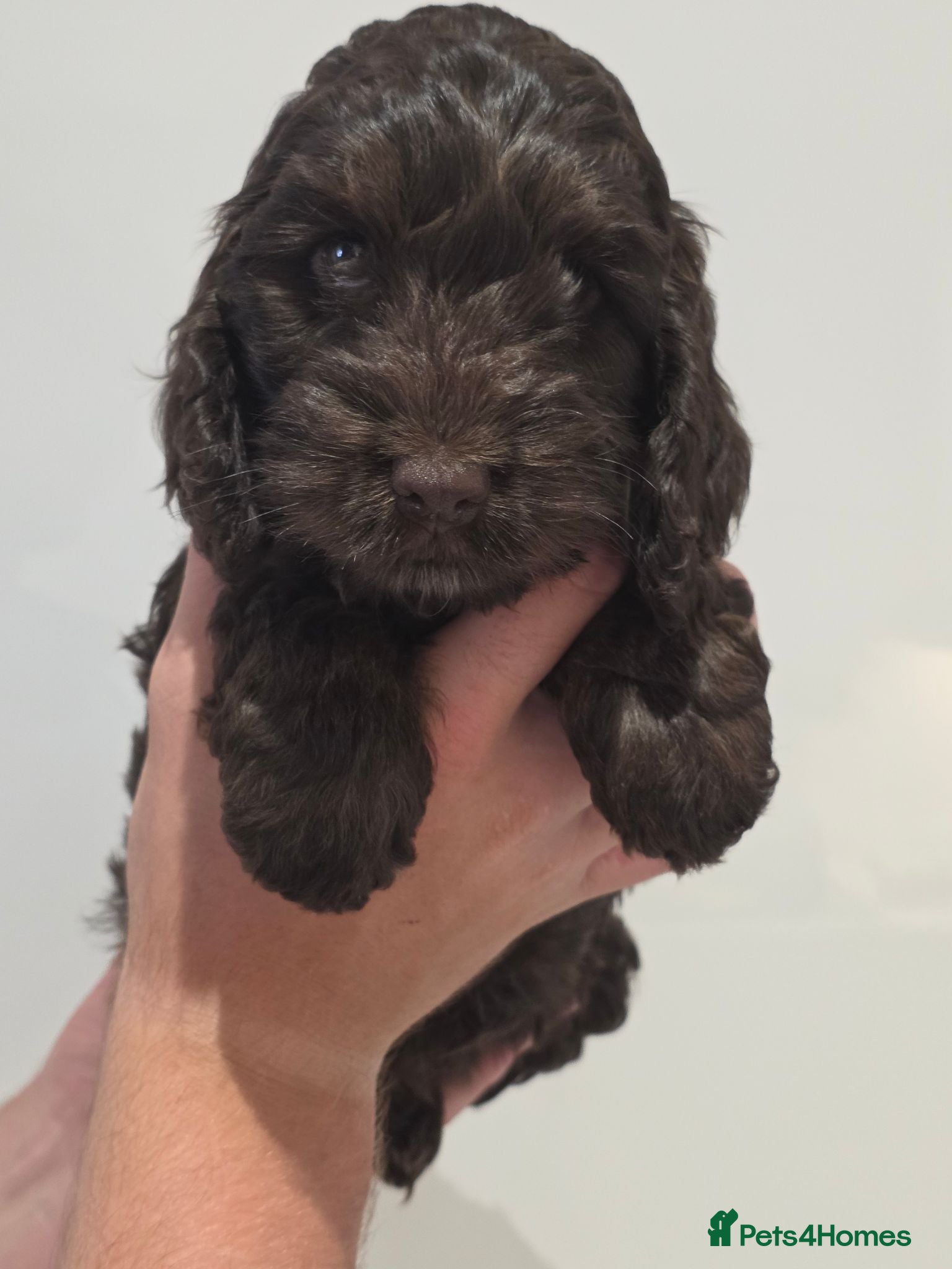 Cockapoo dogs Stunning health tested cockapoos - Advert 1