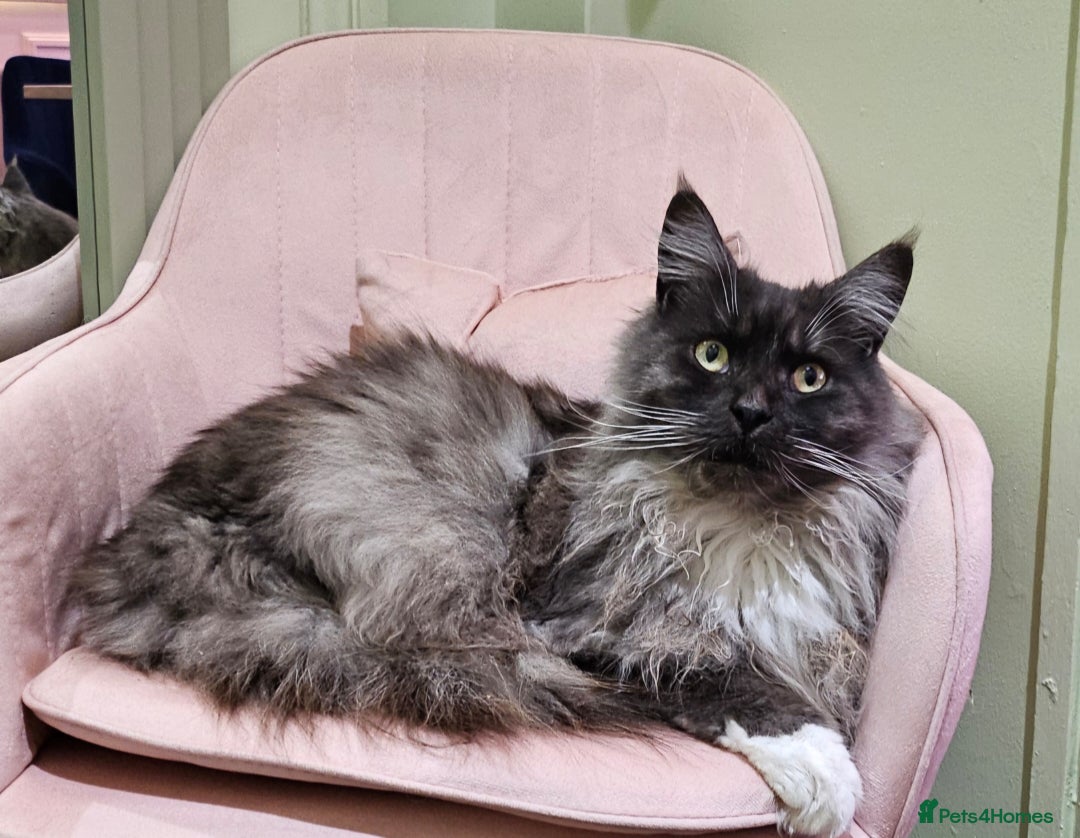 Maine Coon cats for sale: Male maine coon looking for forever home  - Advert 2