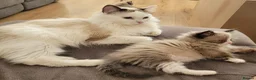 Ragdoll cats for sale: Male Ragdoll kitten AVAILABLE NOW - Advert 3