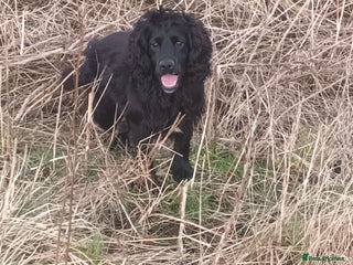 Cocker Spaniel dogs in Hexham - Advert 14