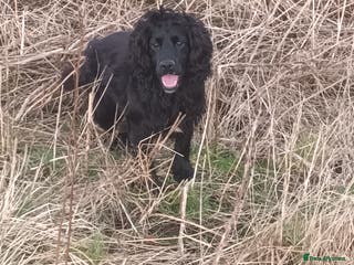 Cocker Spaniel dogs Working Cocker at stud in Hexham - Advert 15