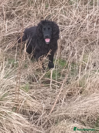 Cocker Spaniel dogs in Hexham - Advert 1
