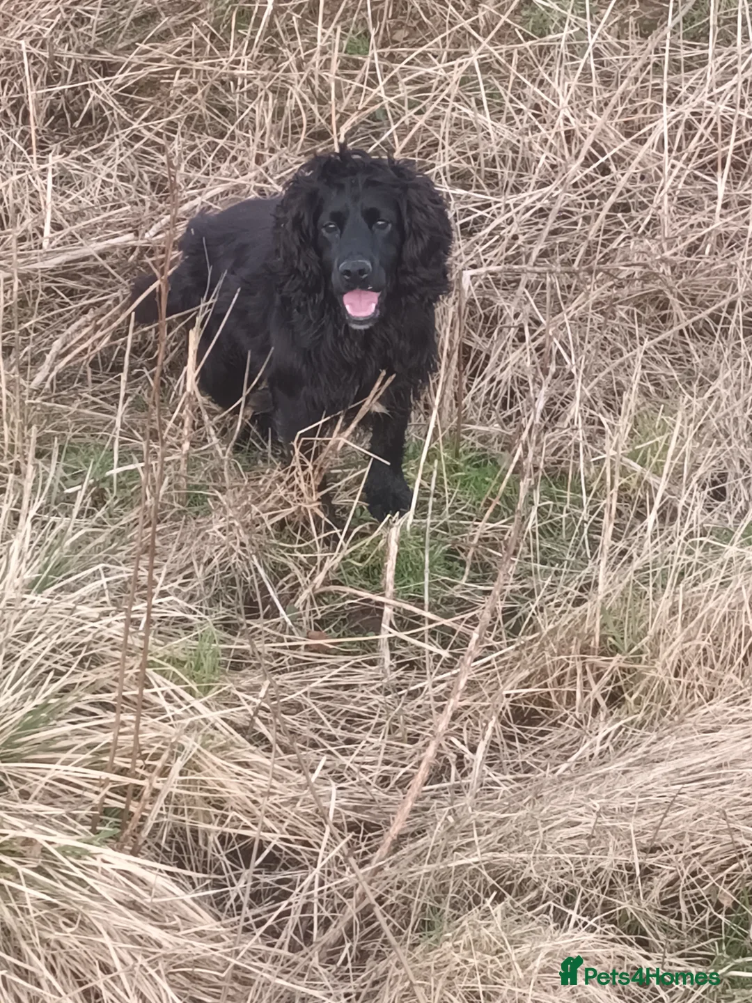 Cocker Spaniel dogs for stud: Working Cocker at stud  in Hexham - Advert 1