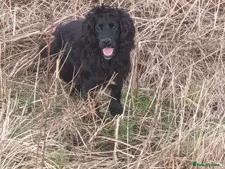 Cocker Spaniel dogs Working Cocker at stud in Hexham - Advert 6
