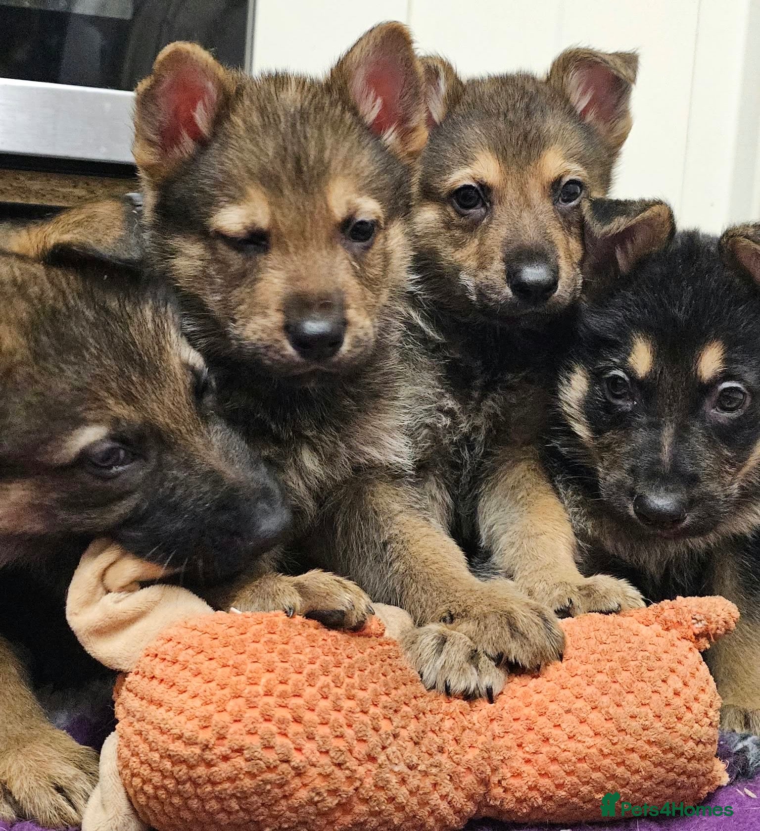 German Shepherd dogs for sale: KC Registered & Health Tested Working Line Puppies - Advert 1