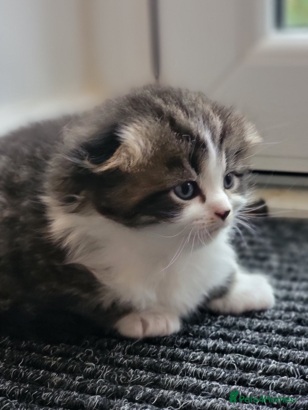 Scottish Fold cats for sale: Scottish fold - Advert 39