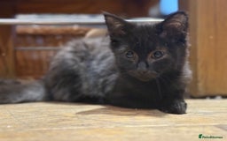 Mixed Breed cats for sale: 2 beautiful female kittens for sale - Image 11