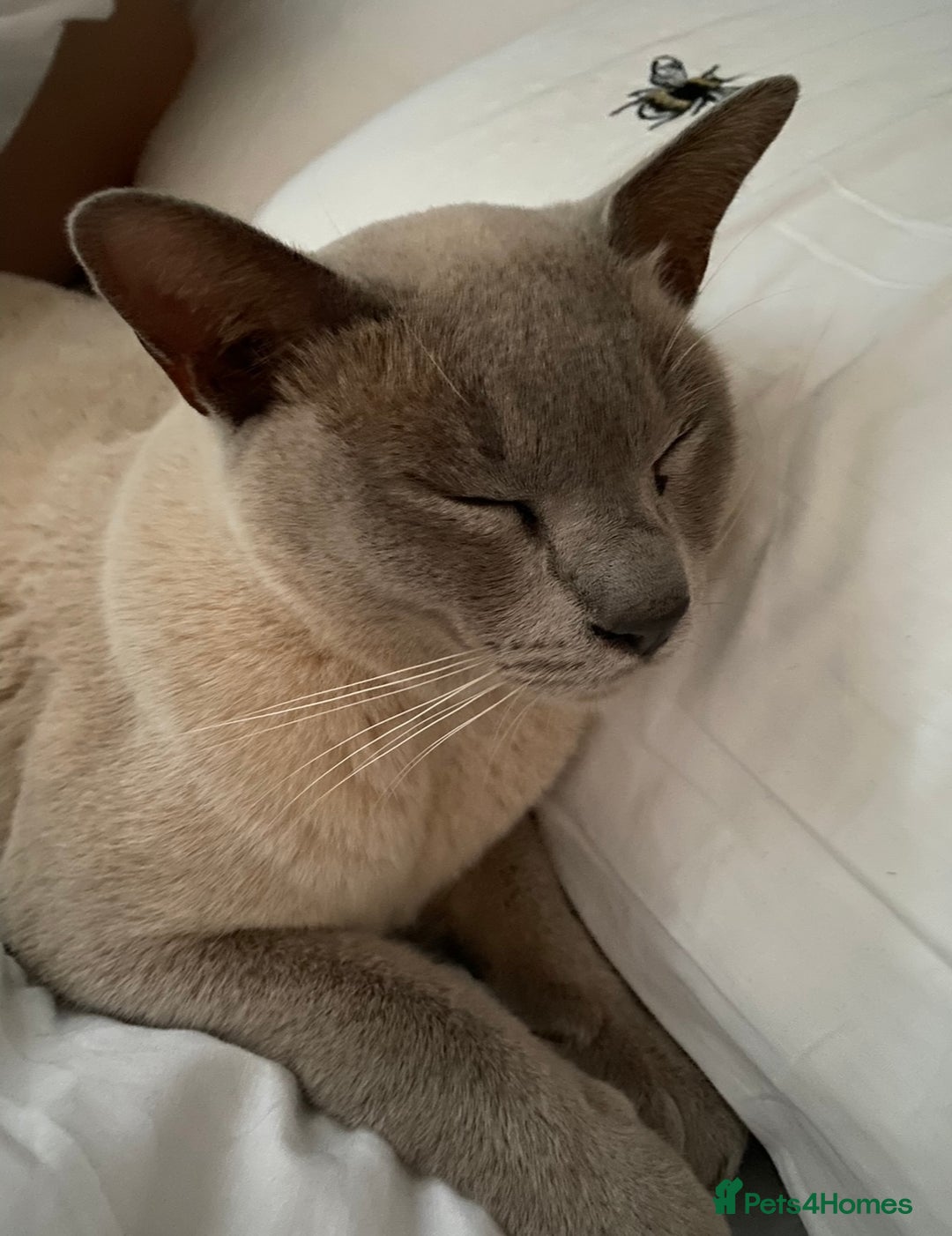 Burmese cats for sale: 2 beautiful Burmese cats age 5 and 3 - Advert 7