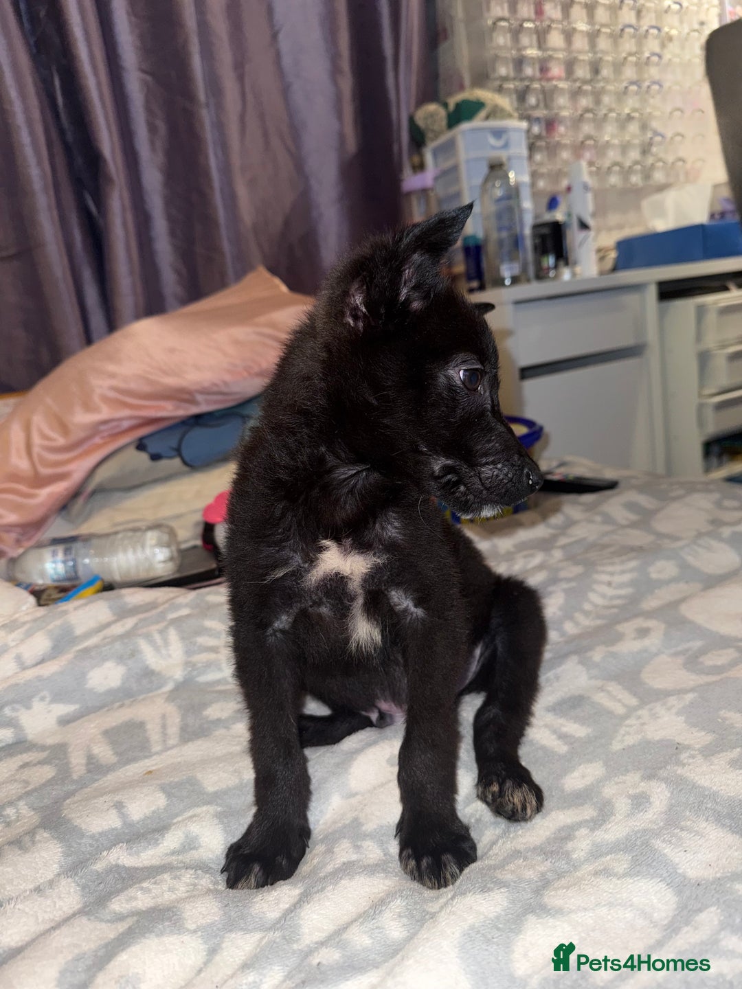 Belgian Shepherd Dog dogs for sale: Young Belgian Mali Boy - Advert 9
