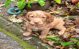 Cocker Spaniel dogs for sale: KC Registered Cocker Spaniel (Working) Puppies - Image 11